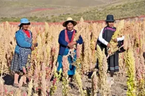 Agricultoras bolivianas em uma plantação de quinoa.